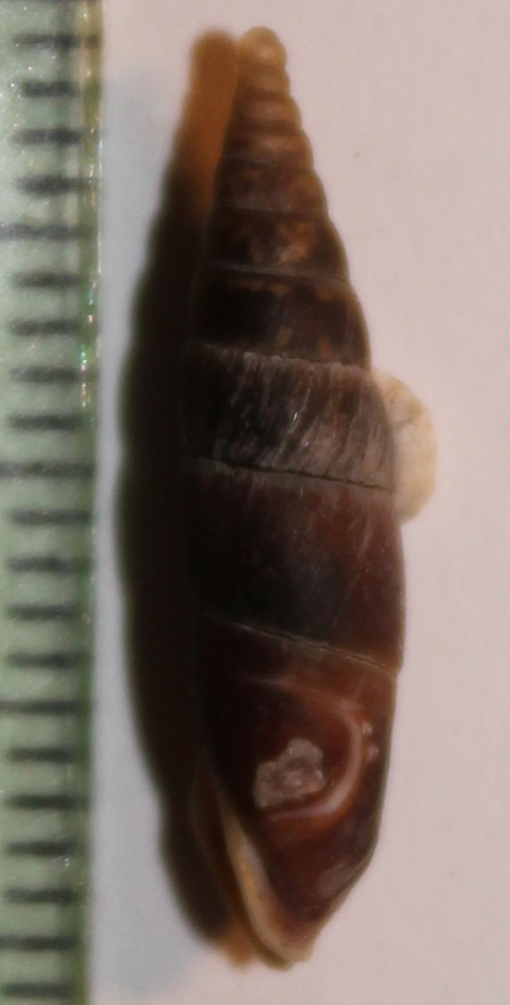 Charpentieria? Da S. Martino di Castrozza (TN)